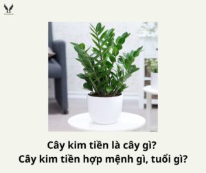 Cây kim tiền là cây gì? Cây kim tiền hợp mệnh gì, tuổi gì?