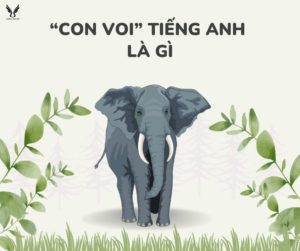 Con voi Tiếng anh là gì?