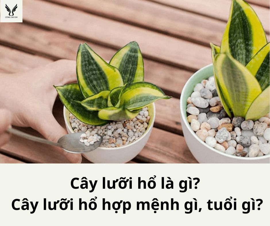 Cây lưỡi hổ là gì? Cây lưỡi hổ hợp mệnh gì?