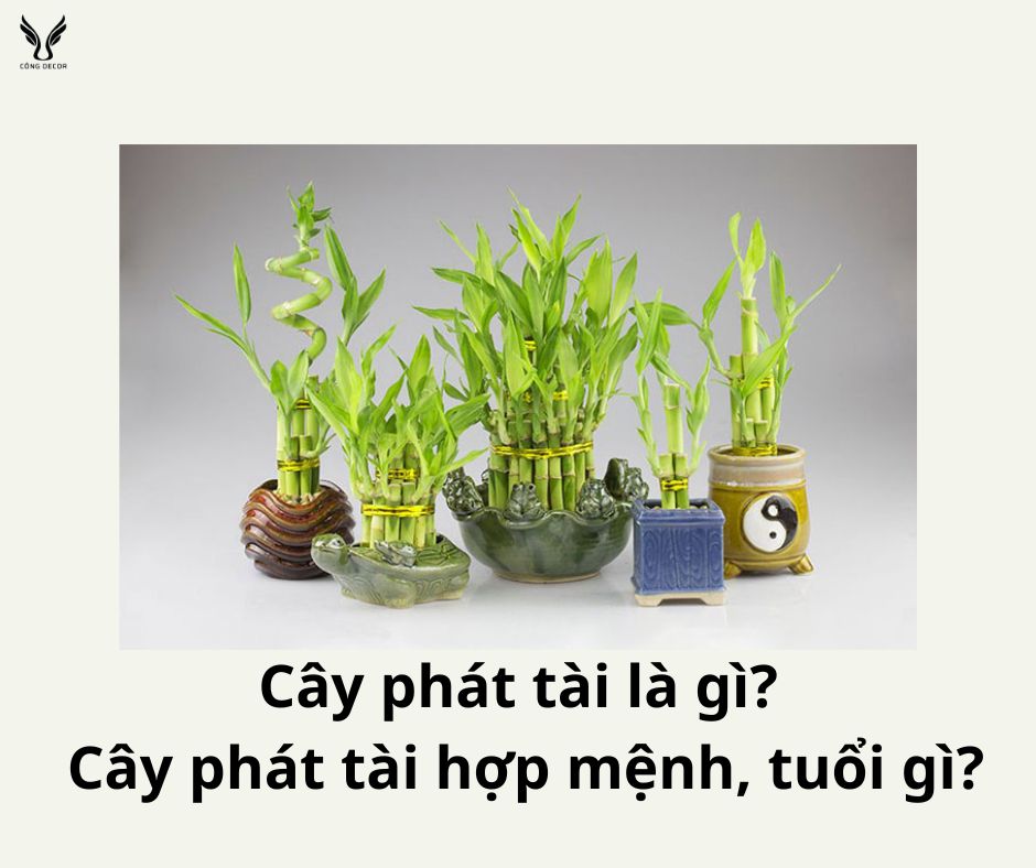 Cây phát tài là gì? Cây phát tài hợp mệnh gì?